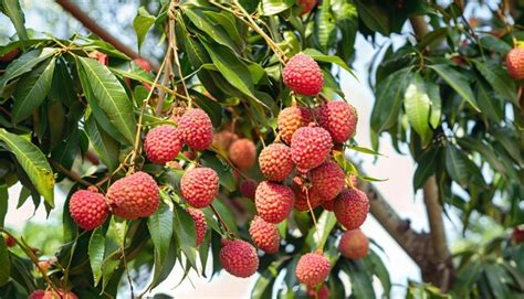 Premium Photo | Lychee tree full of lychee fruit