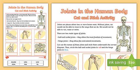 KS2 Types of Joints Matching Activity (teacher made)