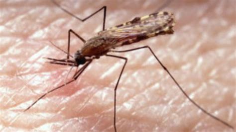 Nyamuk malaria tertarik pada bau keringat manusia - BBC Indonesia