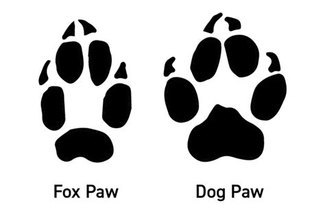 Fox Tracks | How to Identify Fox Footprints - All Things Foxes | Fox tracks in snow, Bear paw ...