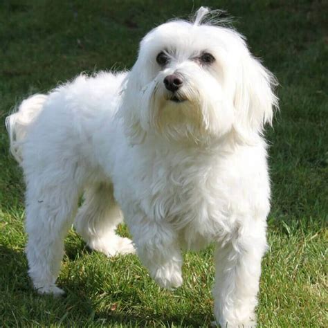 Maltese | Carson Animal Hospital