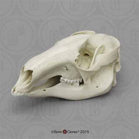 Red Kangaroo Skull - Bone Clones - Osteological Reproductions