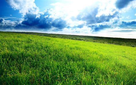 Desktop Grass HD Wallpapers Free Download