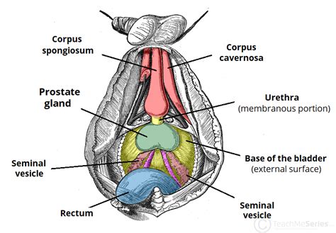 53+ Diagram Of Prostate Gland - ZaydCeana