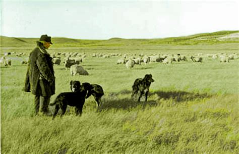 Wyoming Sheep Photos -- Warren Livestock Co.