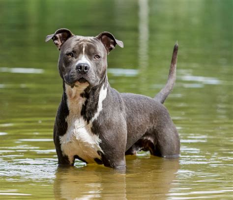 American pitbull terrier mixed with american bully - acetocorp