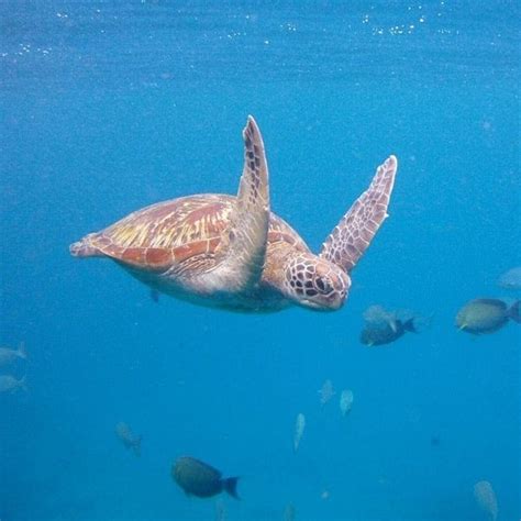 Similan Islands snorkeling day trip – Snorkeling Thailand