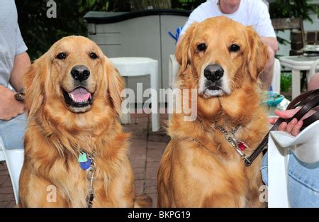 male Golden Retriever Stock Photo - Alamy