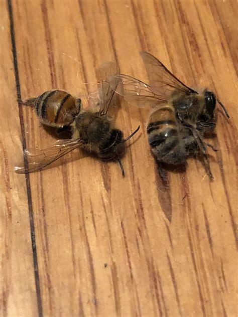 I’ve recently found several “bees” inside my house. These two are dead and the rest have been ...