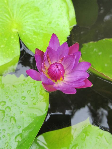 Water lily,pond,environment,exotic,free pictures - free image from ...