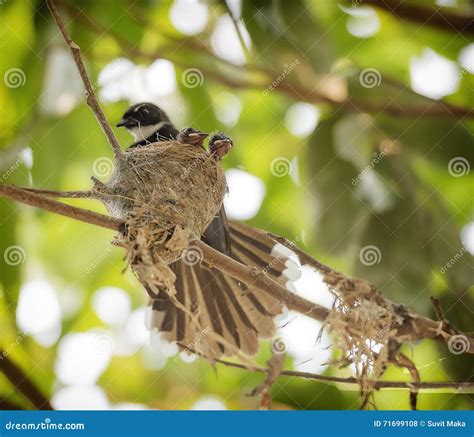 Bird feeding baby birds stock photo. Image of blue, feeder - 71699108