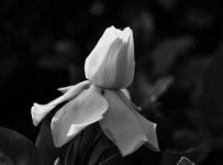 White Gardenia Flower Free Stock Photo - Public Domain Pictures