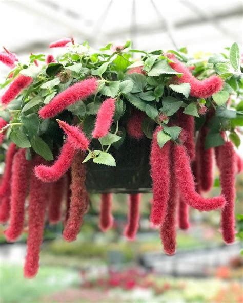 Indoor Plants with Furry Stems | Hanging plants, Chenille plant, Hanging plants indoor