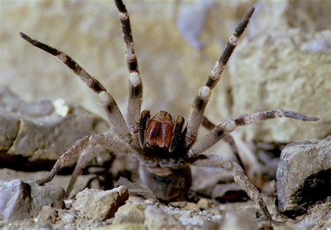 Brazilian Wandering Spider | Steve Downer Wildlife Cinematographer