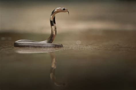 Snakes attack the prey stock photo. Image of attack - 109660024