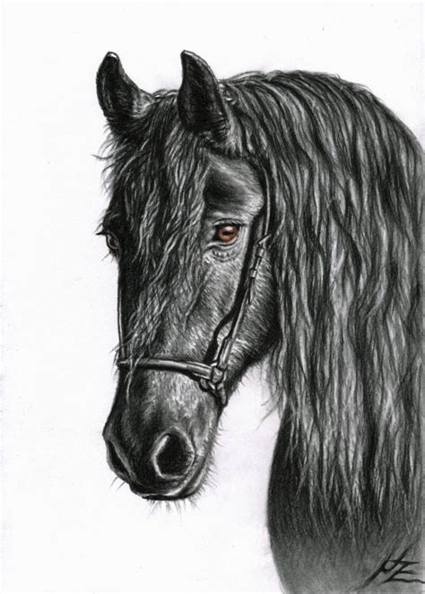 Friesian Horse Drawing at PaintingValley.com | Explore collection of ...