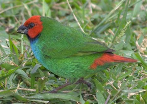 Fiji Parrotfinch - BirdForum Opus | BirdForum