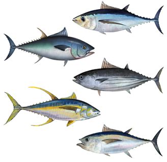 Tuna - Wikipedia