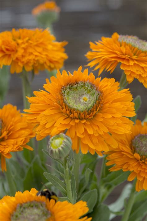 10 Best Plants & Flowers to Use for Tea - National Garden Bureau