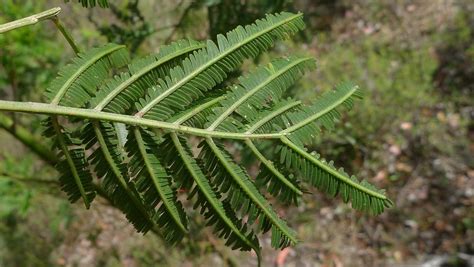 wattle leaves | Wattle. McCleods Nature Reserve, Gundaroo NS… | Flickr