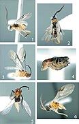 Category:Hymenoptera anatomy - Wikimedia Commons