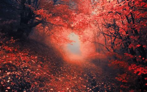 nature, Roads, Landscapes, Trees, Forest, Path, Trail, Leaves, Red ...