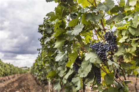 Vineyard landscape stock image. Image of rural, field - 111973451