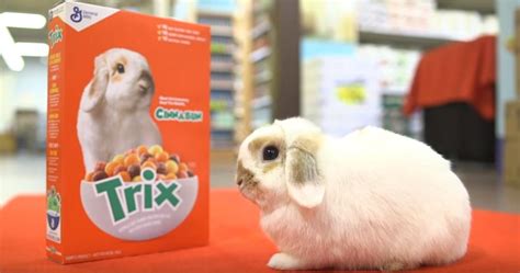 Trix cereal enlists real bunny to serve as its new mascot – Boston 25 News