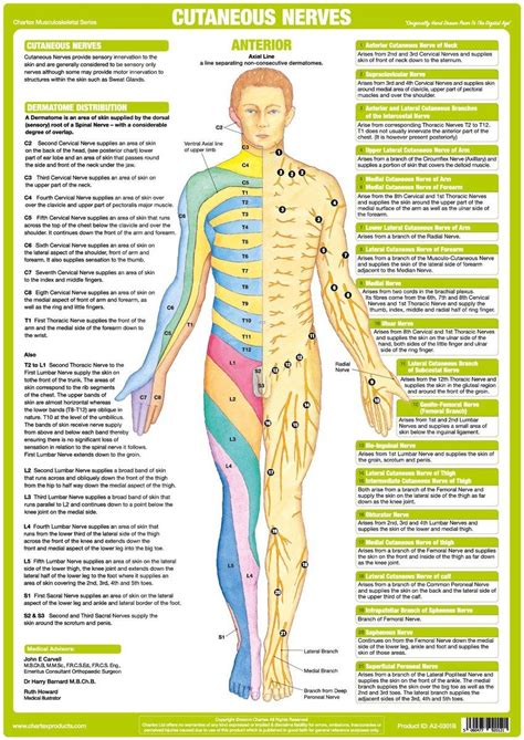 Origin of Cutaneous Nerve chart shows Dermatome Distribution & explains how Skin is supplied by ...