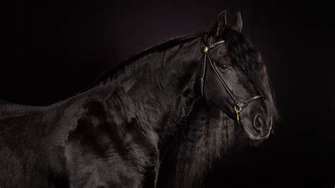 Black Horse Wallpapers - Top Free Black Horse Backgrounds - WallpaperAccess