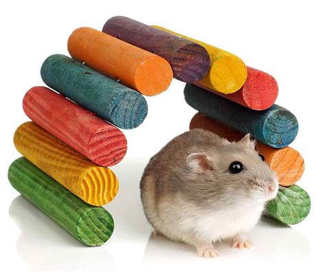 Homemade Chew Toys For Hamsters | Wow Blog