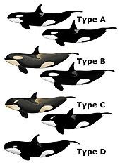 Orca - Wikipedia