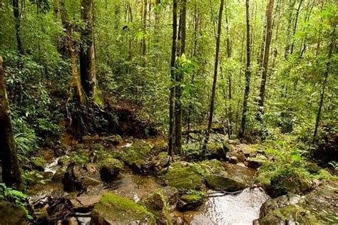 sinharajaya: Sinharaja Rain Forest