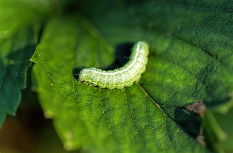 Orties au jardin : 9 astuces naturelles pour s'en débarrasser