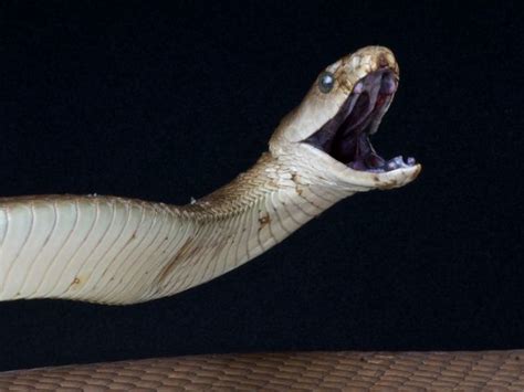 What is the most Venomous Snake in World? - Zooologist