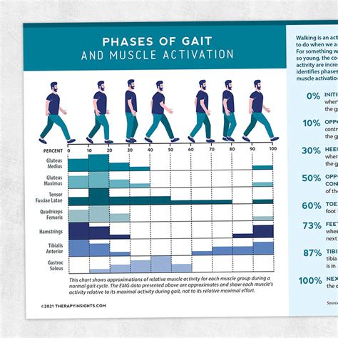 Muscle Activation During Gait Cycle