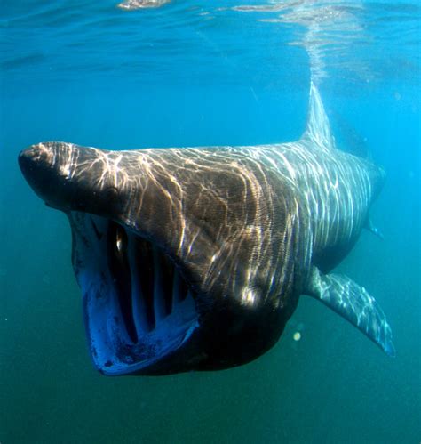 The Biggest Shark In The World