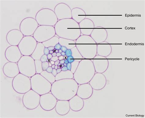 Pericycle: Current Biology