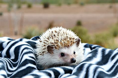 Do Hedgehogs Make Good Pets for Kids? - Brie Brie Blooms