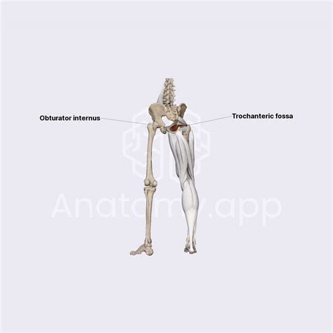 Psoas Sign And Obturator Sign