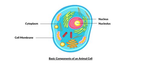 Parts Of The Animal Cell And Their Functions