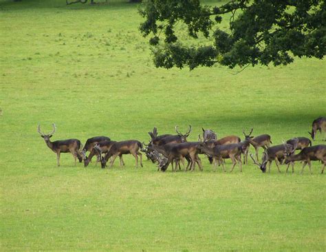 The Gardens & Park - Althorp Estate