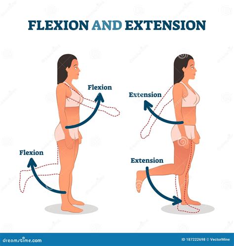 Flexion and Extension Vector Illustration. Anatomical Movement Description Stock Vector ...