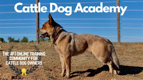 Cattle Dog Academy | How to Train Your Australian Cattle Dog