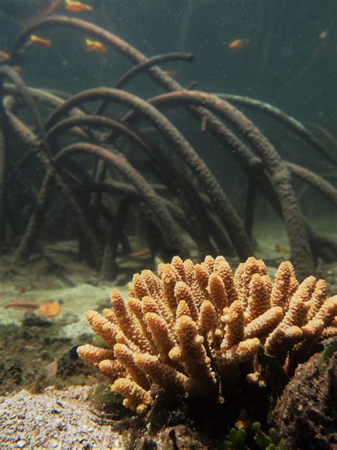 Extreme mangrove corals found on the Great Barrier Reef