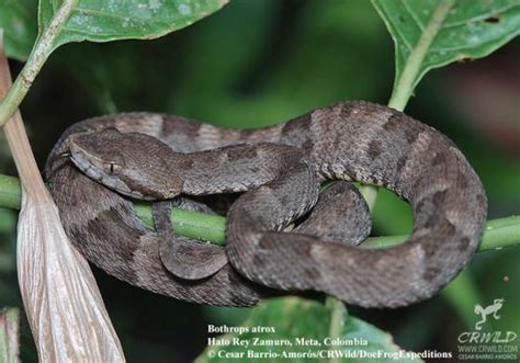 Bothrops atrox | The Reptile Database