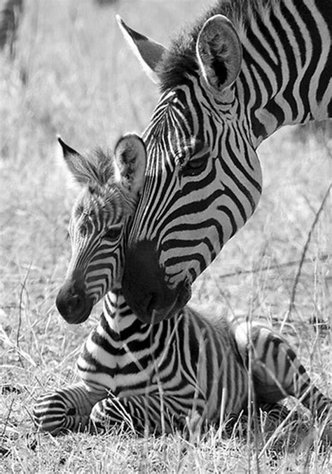 Zebra mom and baby | Zebras, Animals wild, Baby animals