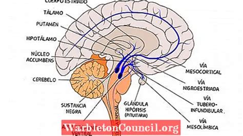 Tuberoinfundibular pathway: what is this brain pathway and how does it work - psychology - 2024