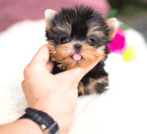 How Much Does a Yorkie and Teacup Yorkies Cost? - Yorkie Passion