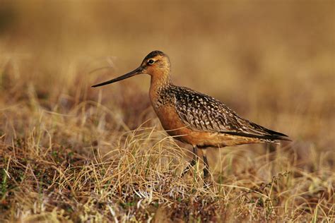 Bar-tailed Godwit in field photo and wallpaper. All Bar-tailed Godwit in field pictures